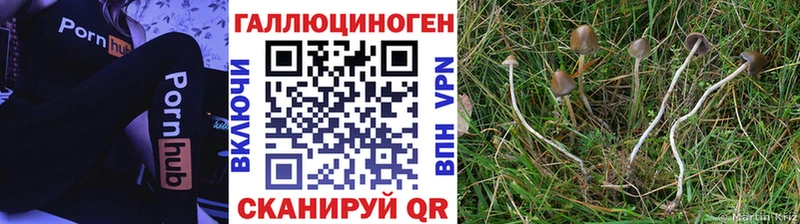 hydra как зайти  что такое   Заводоуковск  Псилоцибиновые грибы Psilocybe 